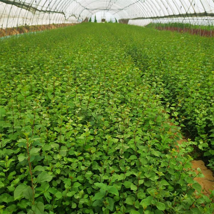 小叶丁香杯苗 淡紫红色  别墅小区绿化开花观赏植物