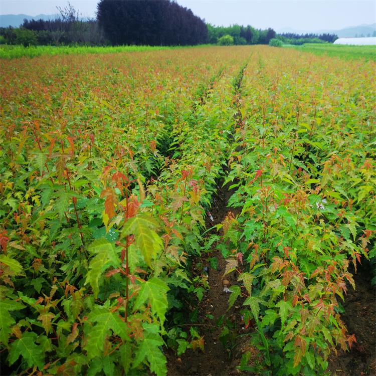 三角枫大地苗 株高50cm-200cm 耐水湿耐修剪根系发达