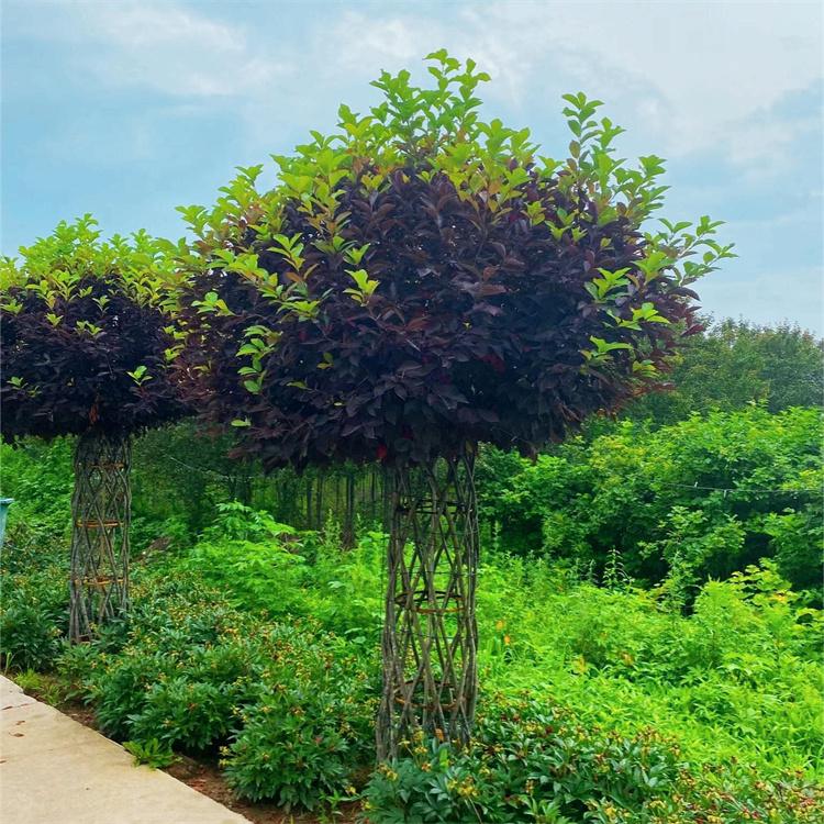紫叶稠李造型树 北方低温带彩化美化的优良速生树种
