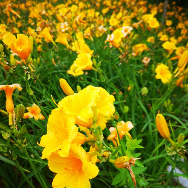 金娃娃萱草大地苗 花期长叶丛绿色期长花径大单花时间长株型矮壮