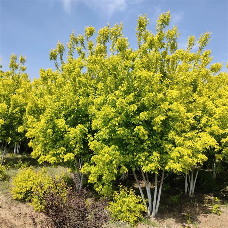 丛生金叶复叶槭耐旱耐寒适应性强 宝塔形 灌木黄金条