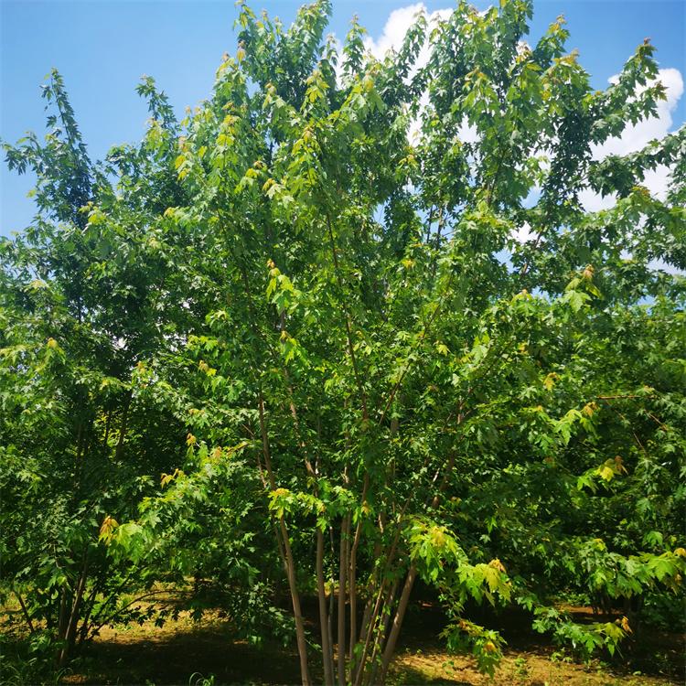 丛生美国红枫 行道树绿化工程树 街道观赏用