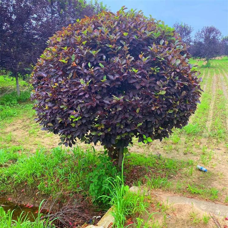 紫叶稠李杆球 树形优美 适合庭院绿化 城市生态园林