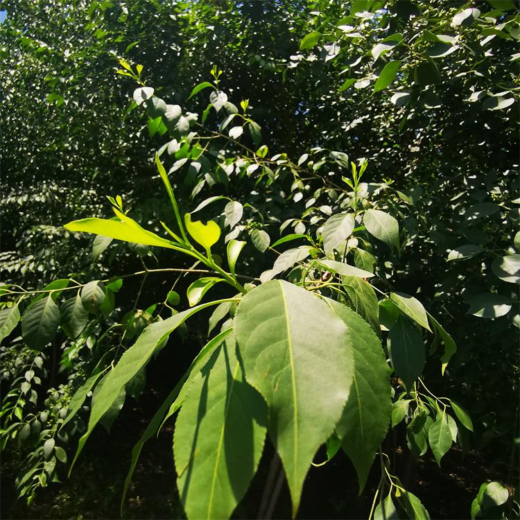 丛生卫矛 耐寒耐旱耐瘠薄耐修剪 现挖现卖 馨鸿园林绿化