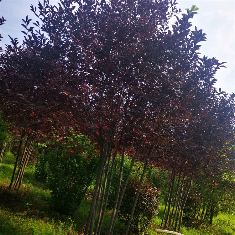 丛生紫叶稠李 耐寒适应性强	白花红果  城市绿化行道树