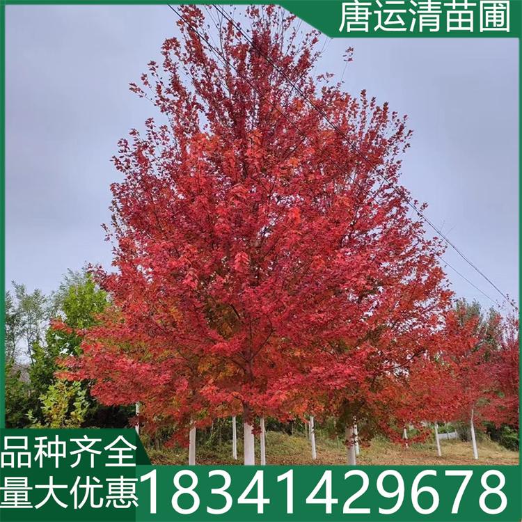 2公分美国红枫  工程建设装饰红枫树 树龄5年 落叶乔木