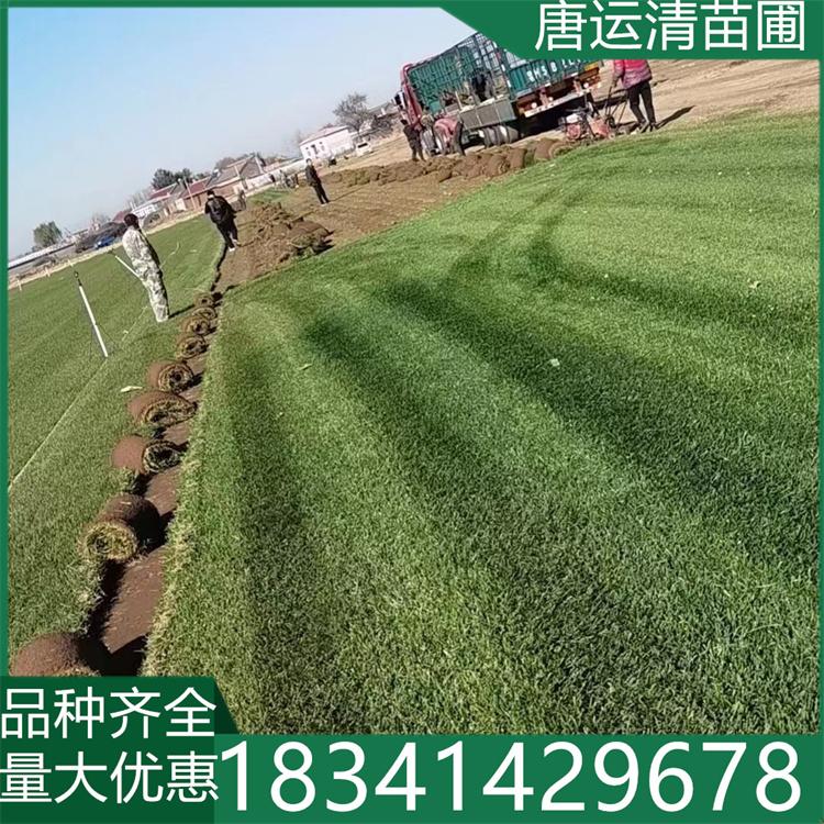 四季青草坪 草坪基地直发 学校公园小区绿化草皮 易存活易打理