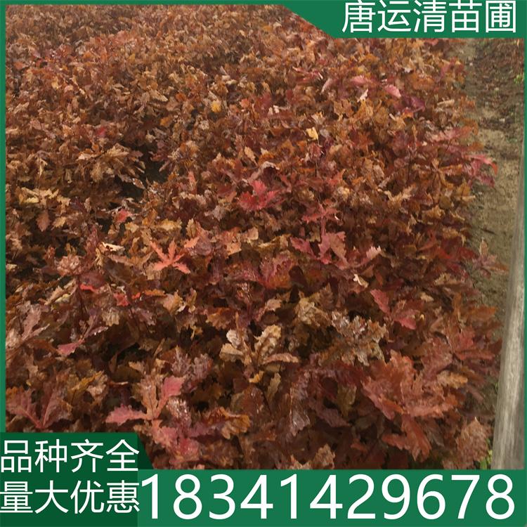 丛生蒙古栎 落叶大乔 园区绿化树 树形优美 冠幅饱满 园林植物