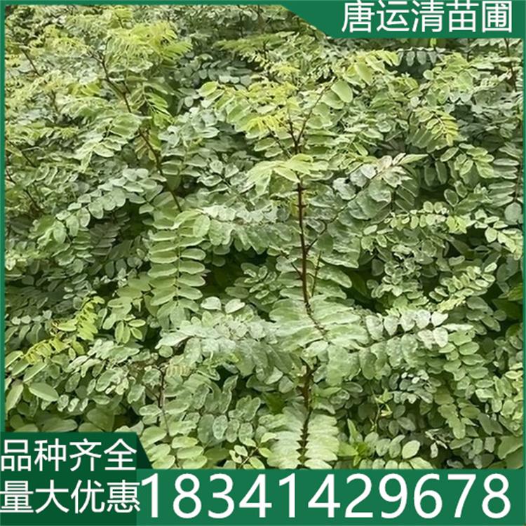 刺槐苗 刺槐树小苗 带土柸优质苗 园林庭院别墅风景行道树