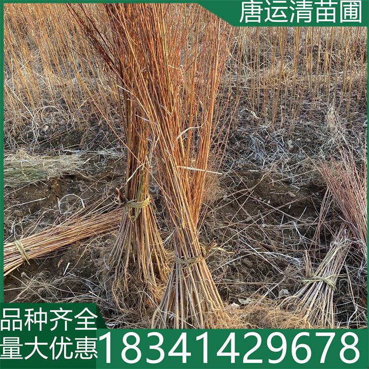 山桃稠李 景区园林观赏植物 花色鲜艳 树形优美 蓝莓树花色