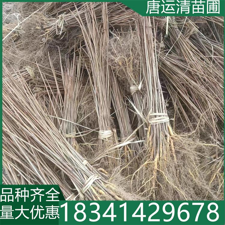 批发黄菠萝苗 黄波罗 黄柏树苗量大 绿化基地供应
