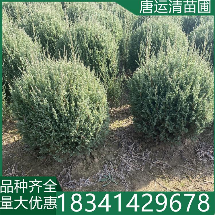 桧柏球 塔柏树 苗圃直发 现挖现卖 绿化工程用苗