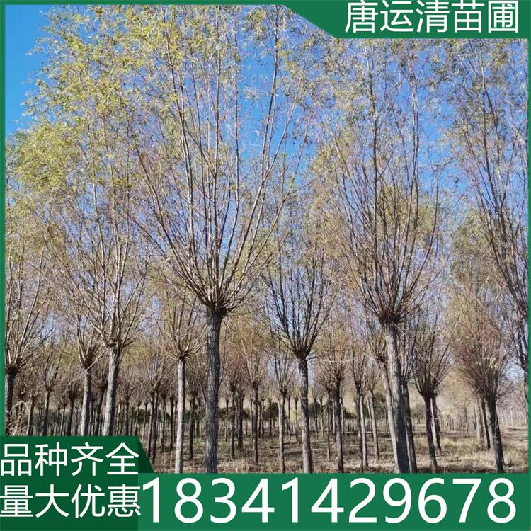 出售8公分10公分12公分15公分垂柳基地 工程绿化柳树自产自销