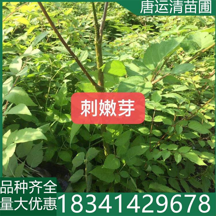 刺嫩芽小苗 抗旱耐寒 根系发达 植株露地适应性强