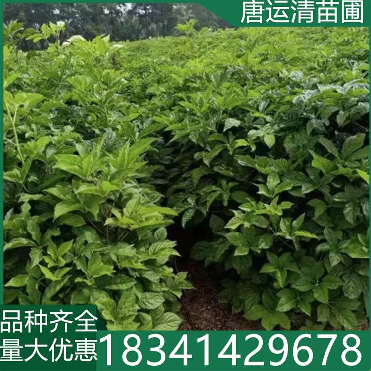 东北现挖短梗刺五加 刺五加苗 中药材 灌木药食 刺拐棒 短梗