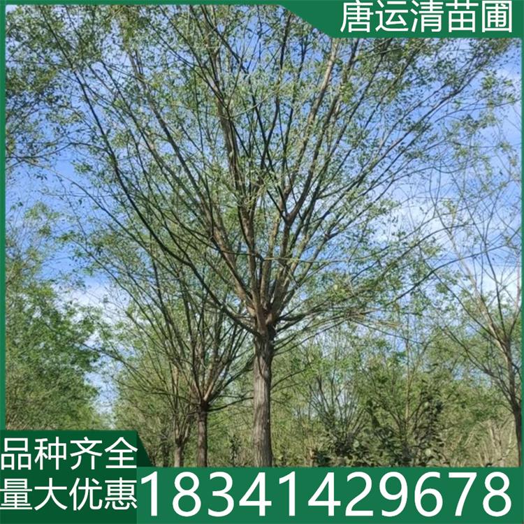 8公分国槐树苗 枝叶茂密 苗圃直发 现挖现卖 绿化工程用苗