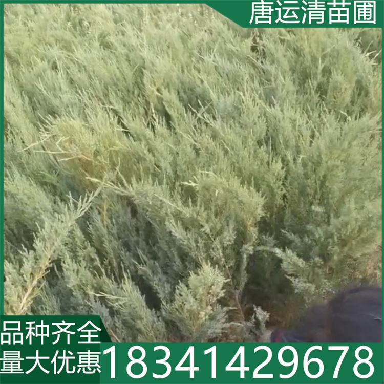 沙地柏苗 铺地柏 护坡工程苗木 防风固沙 栽培管理简单 基地供应