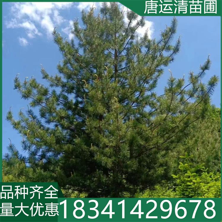 东北红松树苗 耐寒抗旱红松苗 现挖现卖 绿化工程用苗