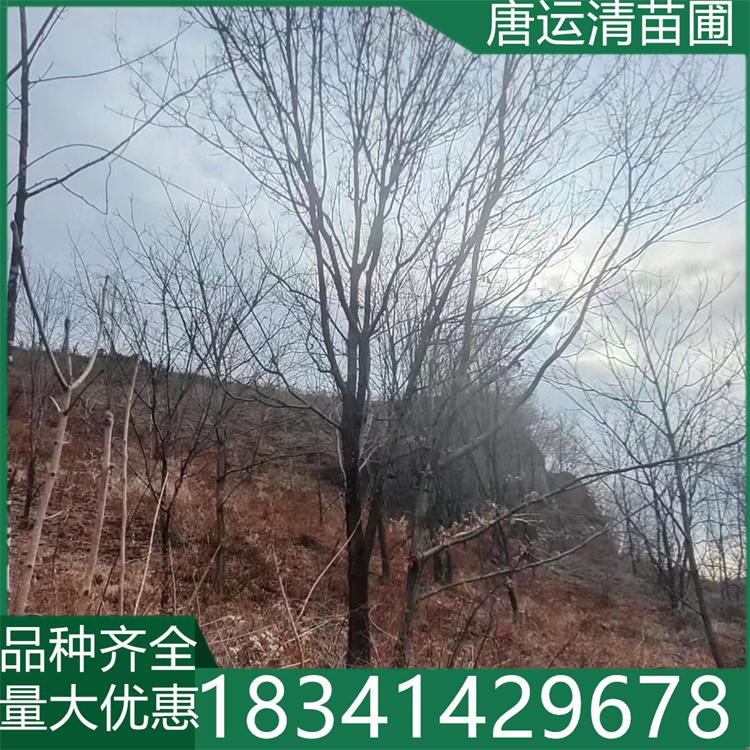 花曲柳 丛生水曲柳 园林别墅绿化苗木 大叶梣 东北梣现挖现卖