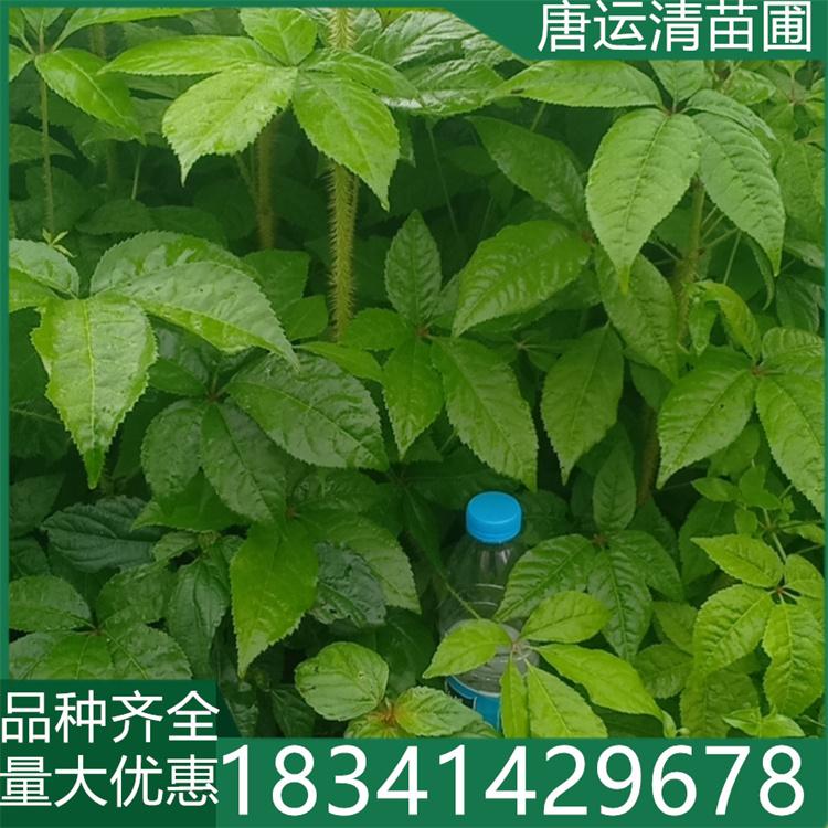 长梗刺五加苗 盆栽地栽 苗木随起随栽 东北基地直发