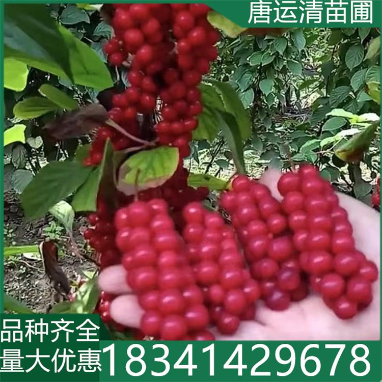 五味子苗 籽播苗 根系发达 1年苗 2年苗 3年苗