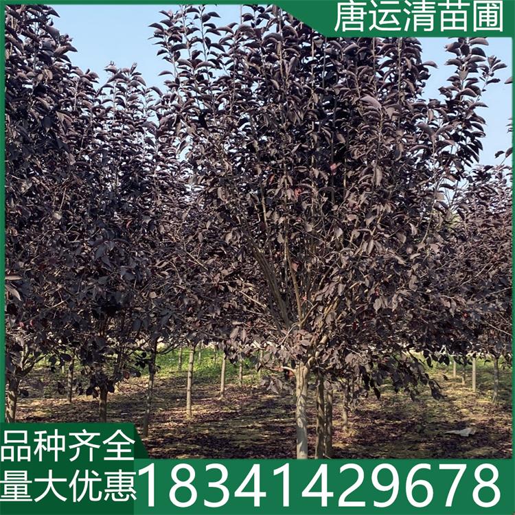 耐寒适应性强 紫叶稠李 彩叶树行道乔木 可技术指导