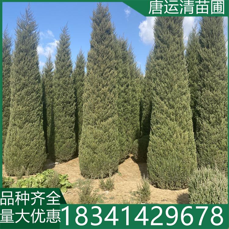 松柏树苗基地 批量出售蜀桧桧柏苗 优质种植单位绿化工程苗塔柏