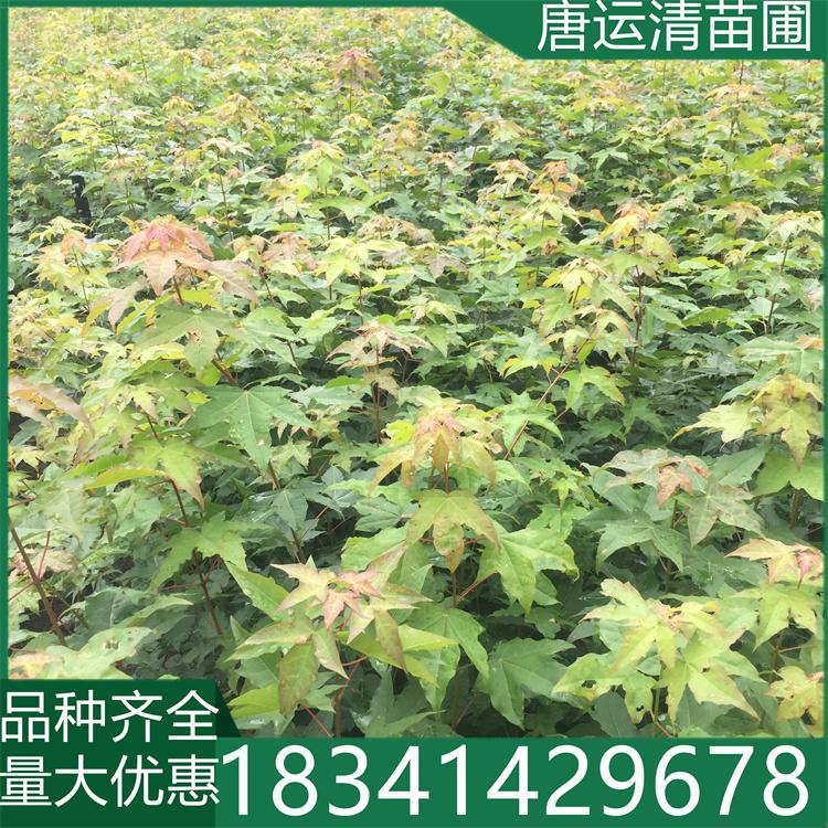 五角枫苗 元宝枫多种规格极耐寒 根系发达 冠幅饱满