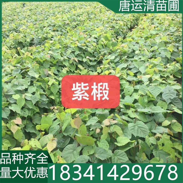 绿化观赏紫椴苗 椴树种子植株适应南北方气候