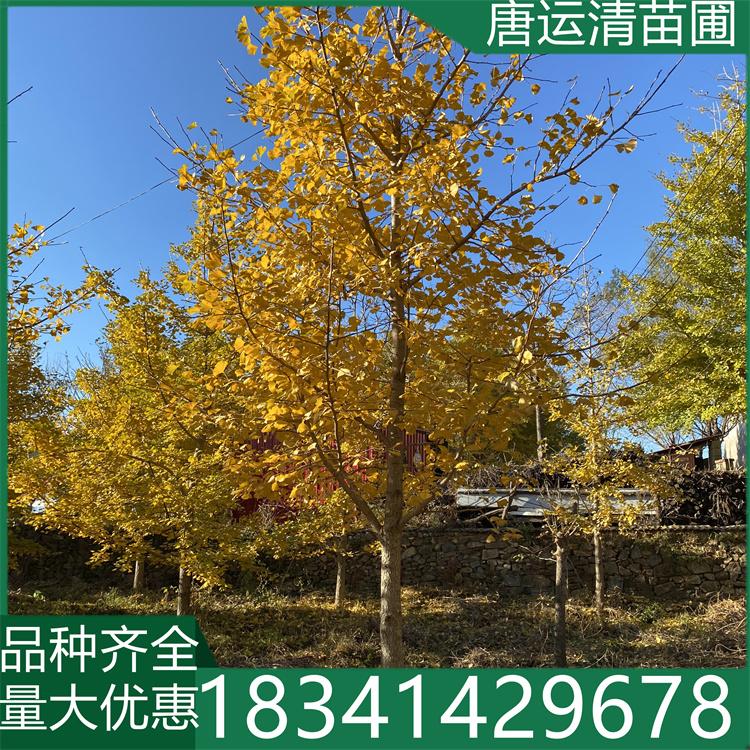 景观绿化风景银杏行道树 露地栽培适应能力强 枝繁叶茂