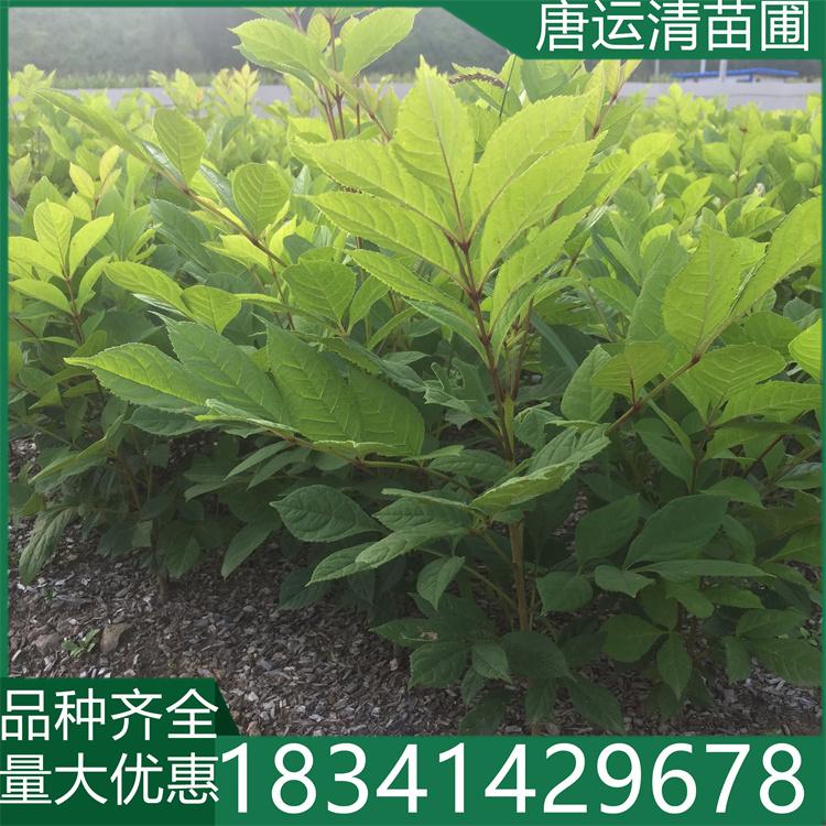 丛生水曲柳小苗 花曲柳树苗 园林别墅绿化苗木 落叶乔木