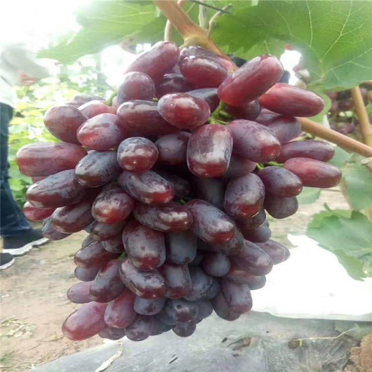  辽宁巨盛一号葡萄苗价格 批发  基地 巨盛一号苗
