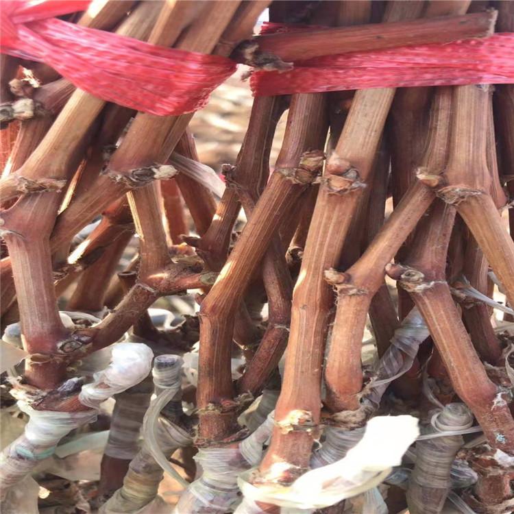 辽宁葡萄苗葡萄苗基地 葡萄苗新品种 葡萄嫁接苗 嫁接葡萄苗 葡萄扦插苗 