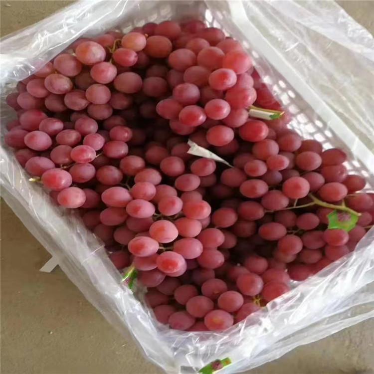 辽宁红提葡萄苗 昭东苗木 红提葡萄苗批发  红提基地 苗木基地 