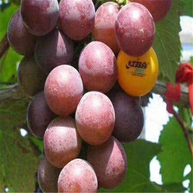 藤捻葡萄苗 辽宁藤捻葡萄苗批发 绥中藤捻葡萄苗基地  