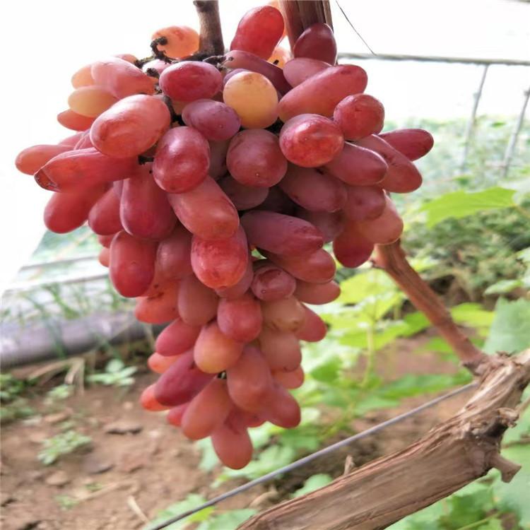 辽宁深红无籽葡萄苗 深红无籽葡萄苗批发 绥中深红无籽葡萄苗  深红无籽基地 苗木基地