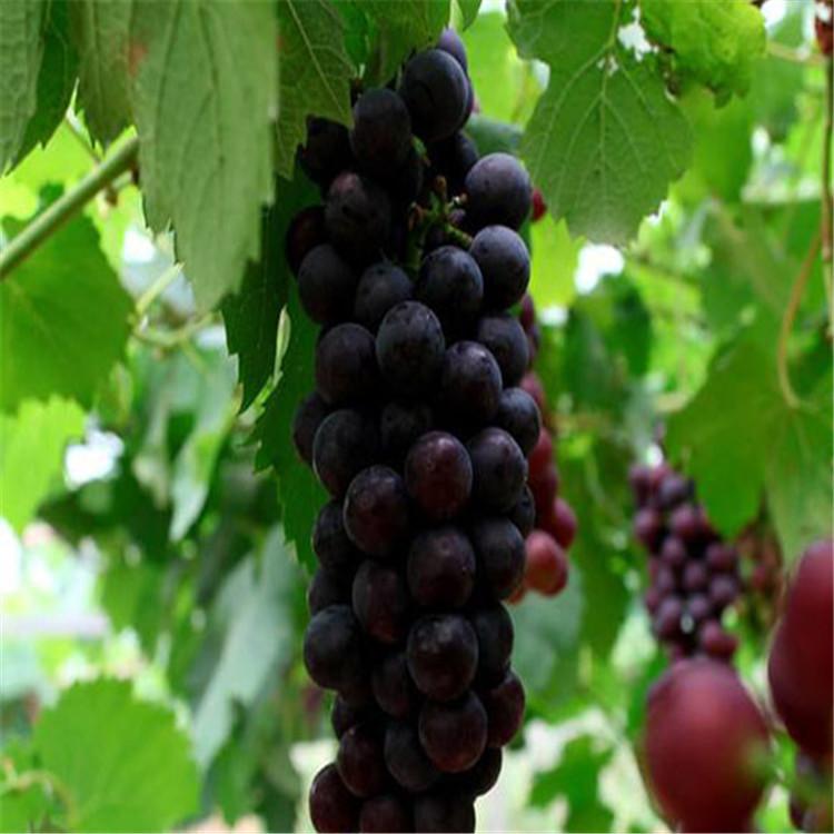 辽宁早夏葡萄苗 早夏葡萄苗批发 绥中早夏葡萄苗  早夏价格 早夏基地 苗木基地 