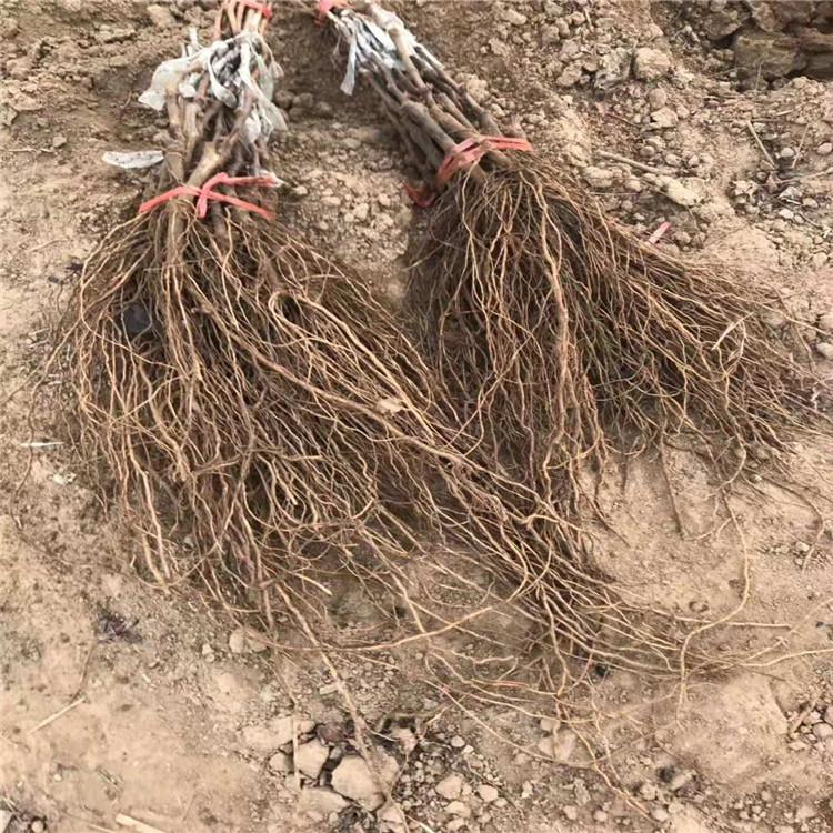 新沙尔葡萄苗 辽宁新沙尔葡萄苗  新沙尔葡萄苗批发 绥中  新沙尔价格  新沙尔基地 苗木基地