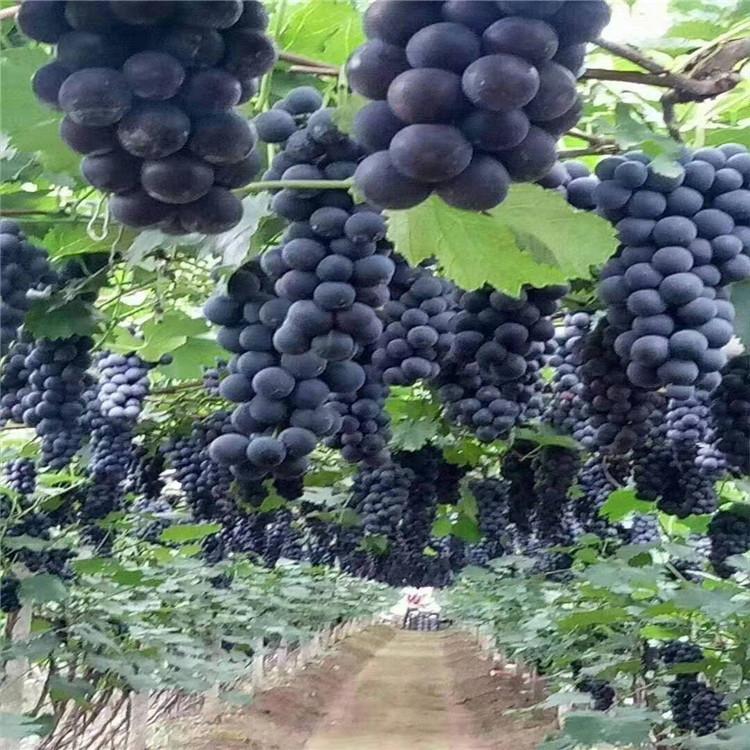 辽宁自根葡萄苗  自根葡萄苗批发 绥中自根葡萄苗  自根价格 自根基地 苗木基地 