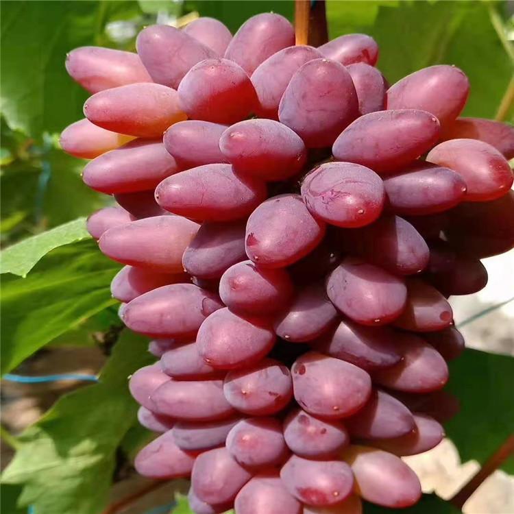 辽宁郁金香葡萄苗  郁金香葡萄苗批发 绥中郁金香葡萄苗  郁金香价格  郁金香基地 苗木基地 