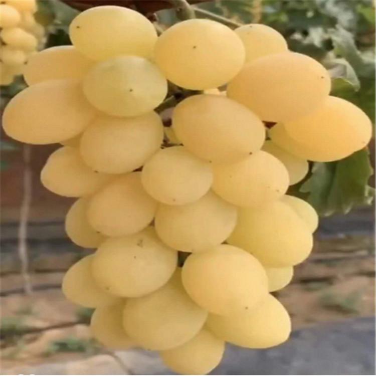 辽宁阳光十三葡萄苗  阳光十三葡萄苗批发 绥中阳光十三葡萄苗  阳光十三价格 阳光十三基地 苗木基地 