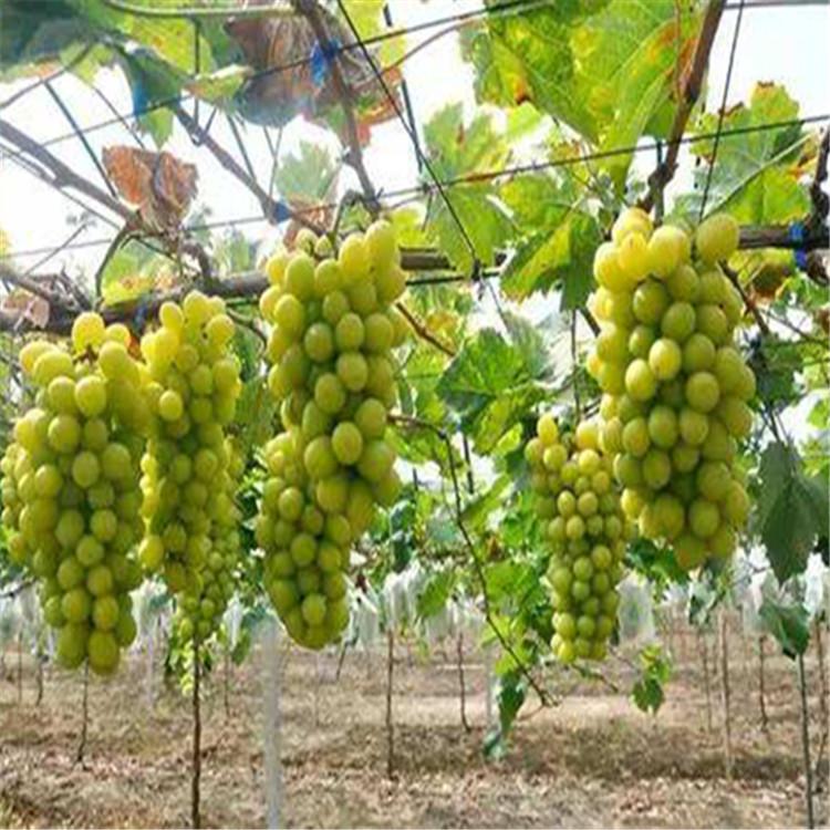 辽宁阳光玫瑰葡萄苗  阳光玫瑰葡萄苗批发 绥中阳光玫瑰葡萄苗  阳光玫瑰价格 阳光玫瑰基地 苗木基地