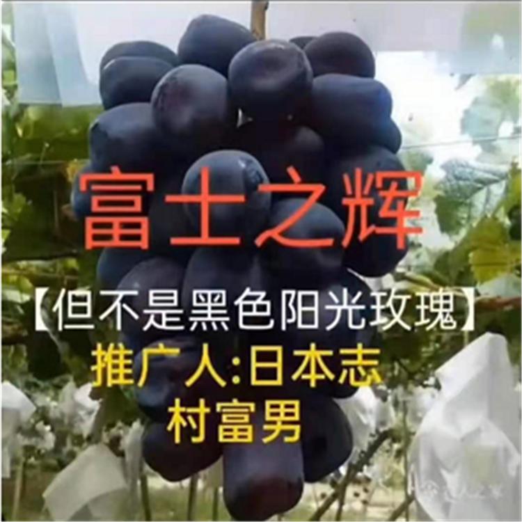 富士之辉葡萄苗 成活率高 大量供应 昭东苗木基地 