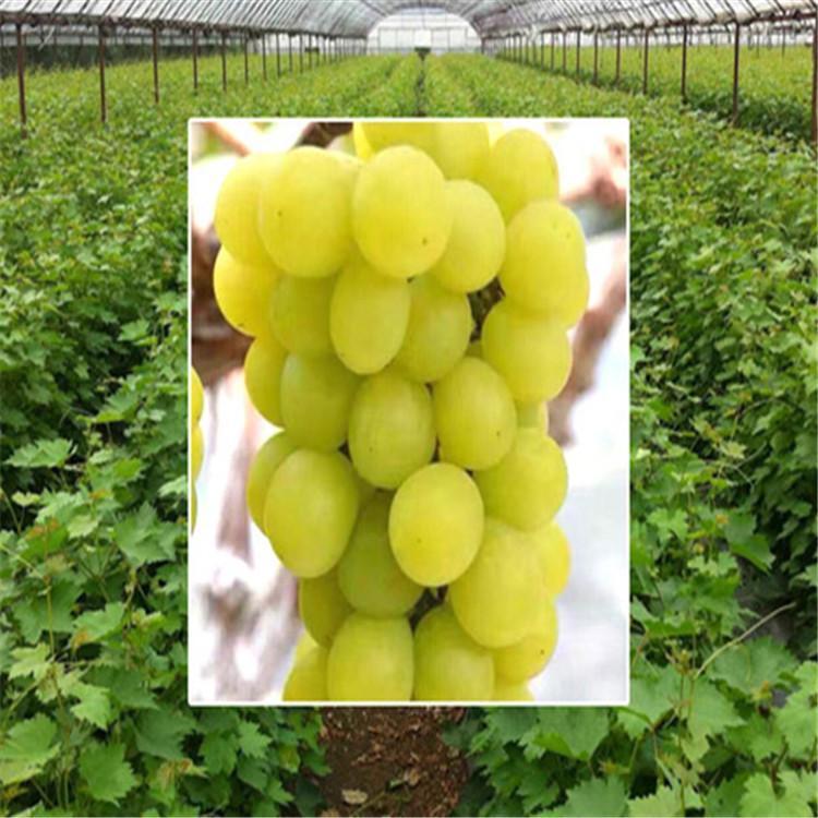 辽宁醉金香葡萄苗 醉金香葡萄苗批发 绥中醉金香葡萄苗 醉金香价格 醉金香基地 苗木基地