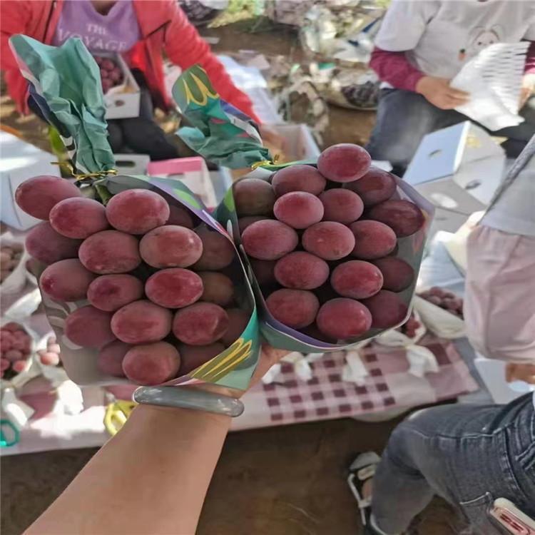 苗木厂家 妮娜皇后批发 绥妮娜皇后葡萄苗  妮娜皇后价格 