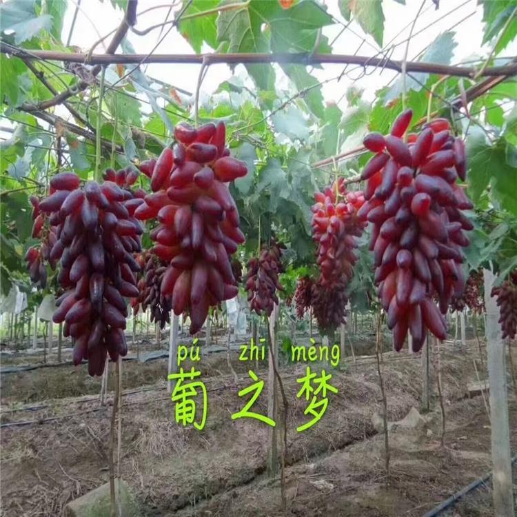 沈阳葡之梦葡萄苗批发 葡之梦葡萄苗葡萄苗