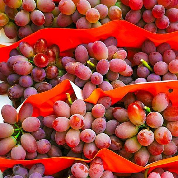 沈阳 茉莉香葡萄苗 茉莉香葡萄苗   苗木基地  葡萄苗批发