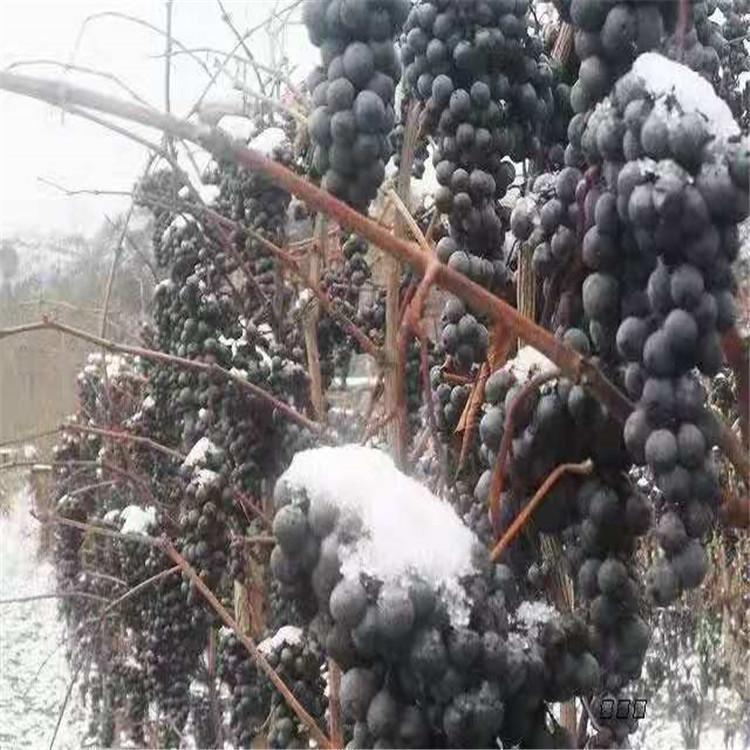 辽宁葡萄苗 北冰红葡萄苗木基地 北冰红葡萄苗批发