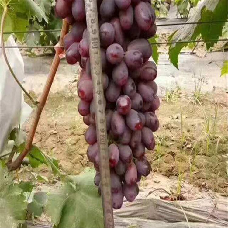 基地直销葡之梦葡萄苗可签合同深红无籽葡萄苗