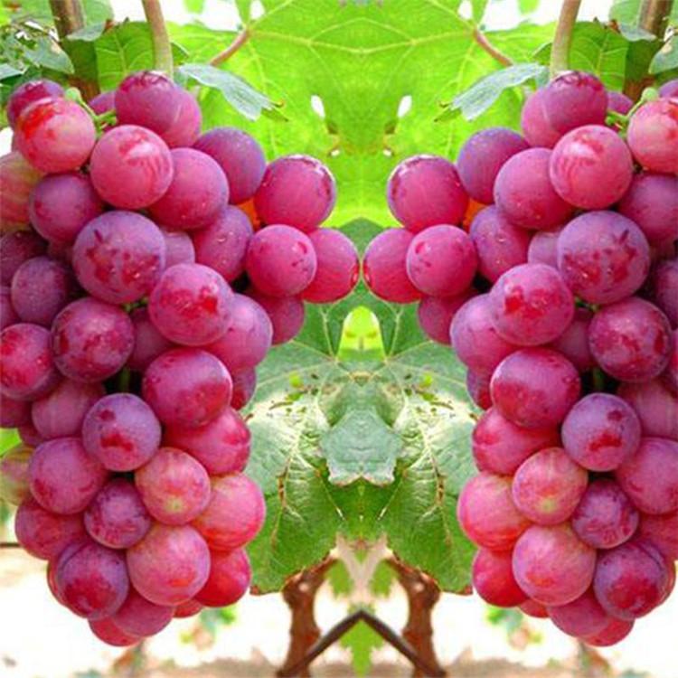 基地直发葡萄苗_红提葡萄苗根系发达